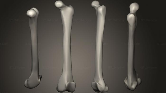 Anatomy of skeletons and skulls (Bones17, ANTM_0325) 3D models for cnc